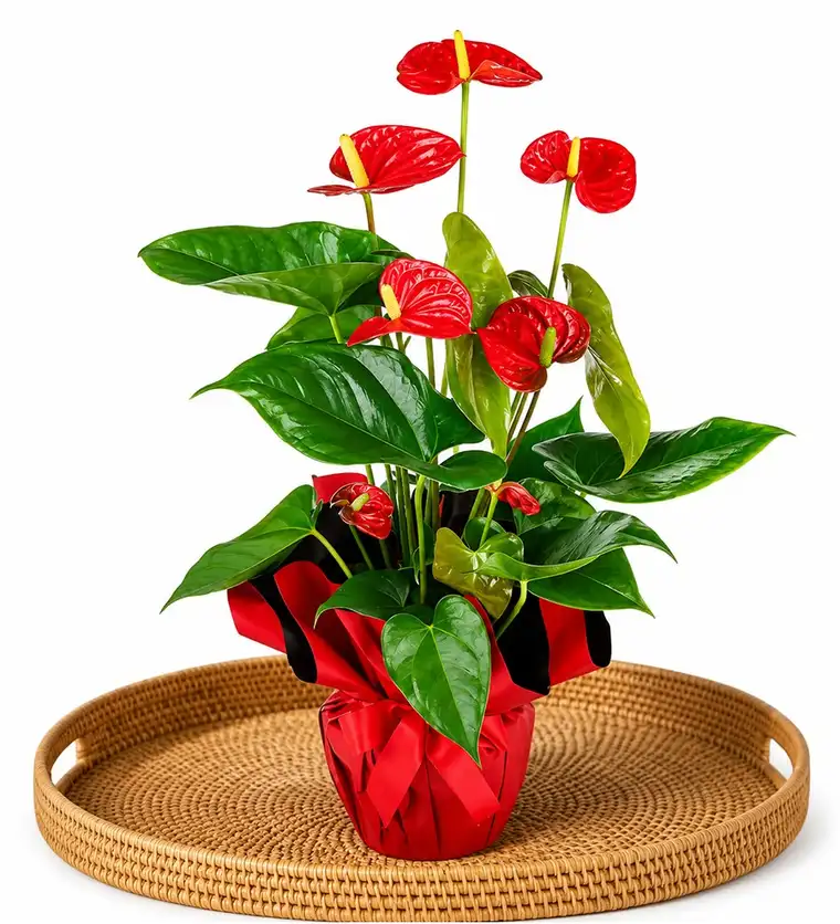 Antoryum - Anthurium - Aksaray çiçek siparişi