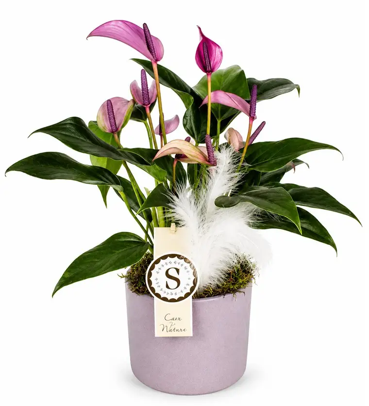 Antoryum - Anthurium Zuzu - Van çiçek siparişi