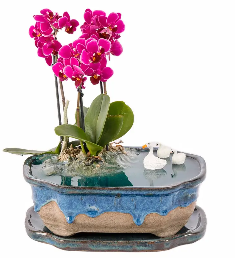 Hatay Art of Ceramic Series - Mini Mor Orkideli Teraryum Siparişi