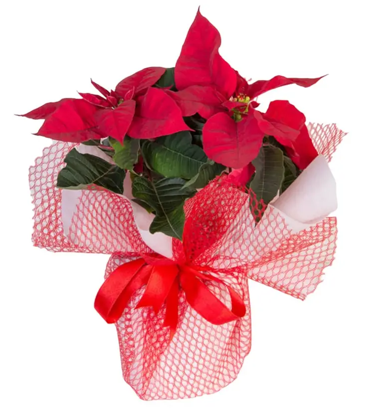 Atatürk Çiçeği (Poinsettia) - Van çiçek siparişi