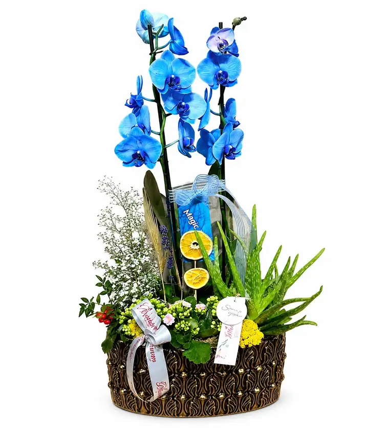 Deluxe Magic Blue Orkide - Sivas çiçek siparişi