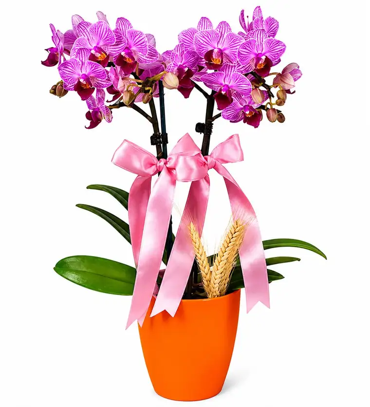 Midi Orkide - Turuncu Lily Pembe Orkide - Iğdır çiçek siparişi