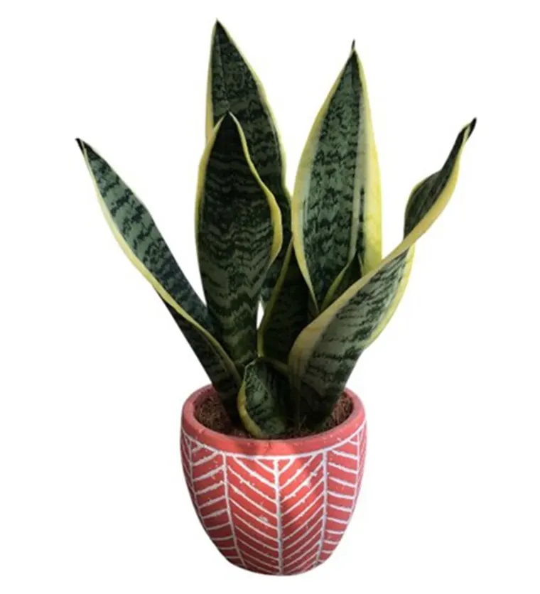 Muğla Paşa Kılıcı - Sansevieria Laurentii Kırmızı Siparişi