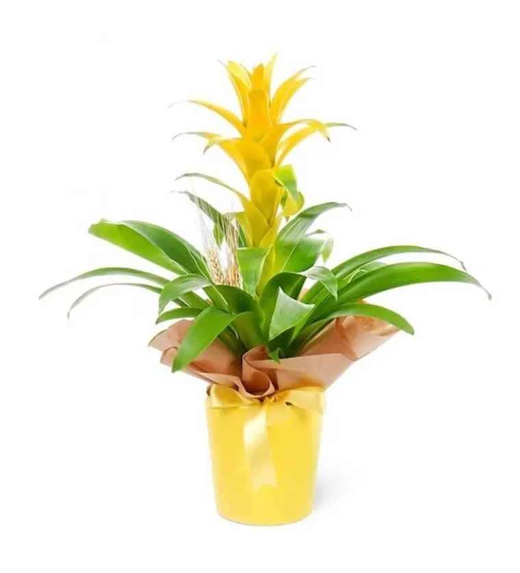 Sarı Guzmania Sarı Nora - Karabük çiçek siparişi