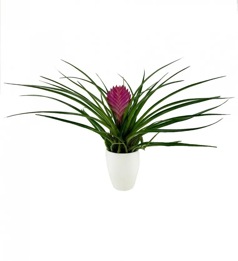Tillandsia Cyanea - Hava Bitkisi Sweet Lily - Bursa çiçek siparişi