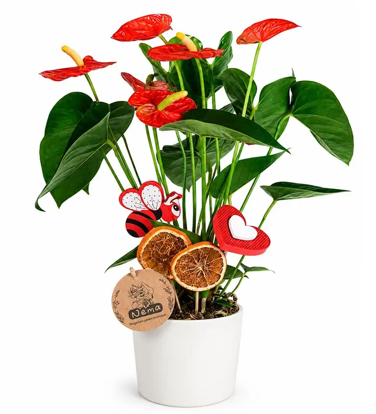 Antoryum - Anthurium Beyaz Nora - Van çiçek siparişi