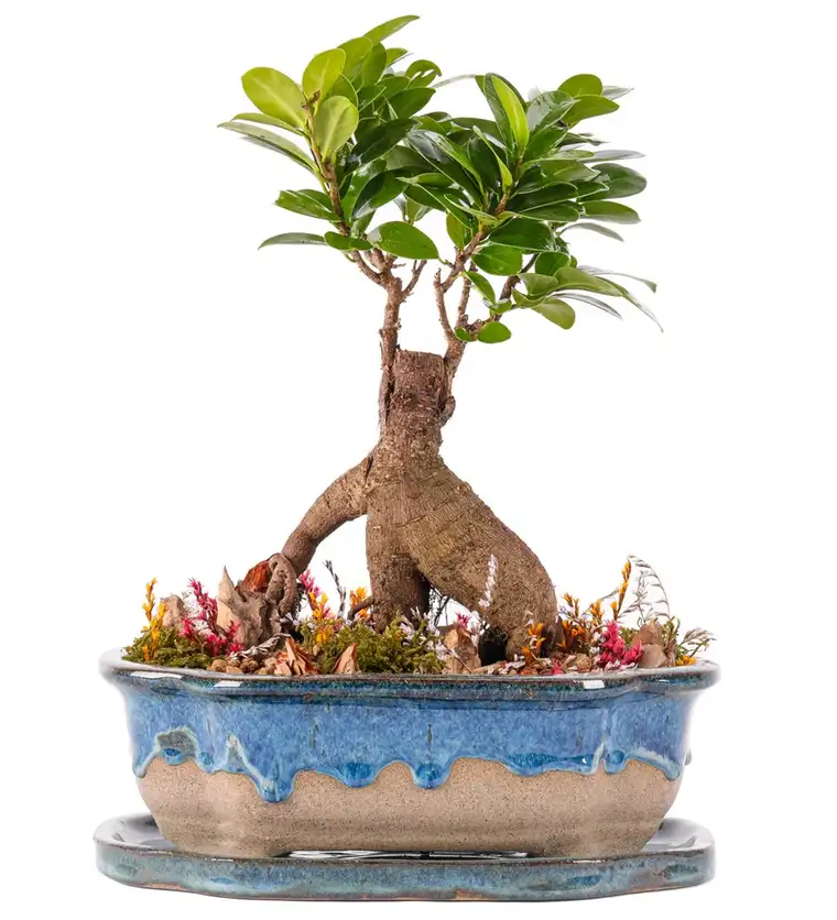 Art of Ceramic Series - Ficus Ginseng Bonsai Tasarım - Iğdır çiçek siparişi