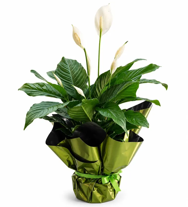 Barış Çiçeği - Spathiphyllum Ambalajlı - Sinop çiçek siparişi