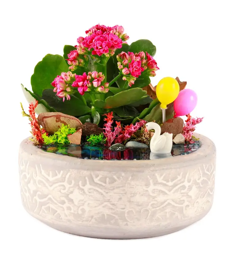Beton Saksıda Balonlu Kalanchoe Teraryum - Van çiçek siparişi