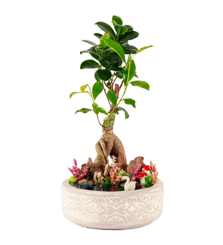 Beton Saksıda Bonsai Teraryum - Iğdır çiçek siparişi