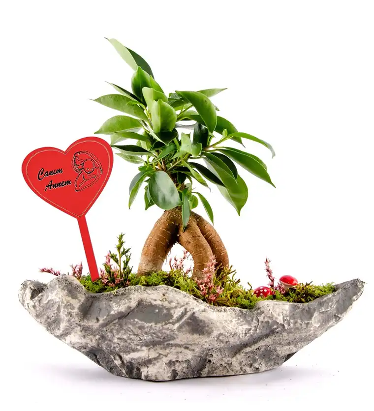 Canım Annem Tabelalı Marineris Serisi Ficus Bonsai - Iğdır çiçek siparişi