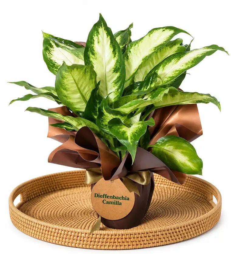 Difenbahya - Dieffenbachia Camilla - Aksaray çiçek siparişi