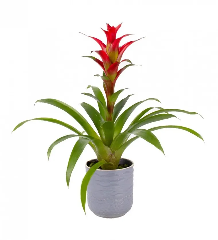 Guzmanya - Kırmızı Guzmania Gri Maya - Karabük çiçek siparişi
