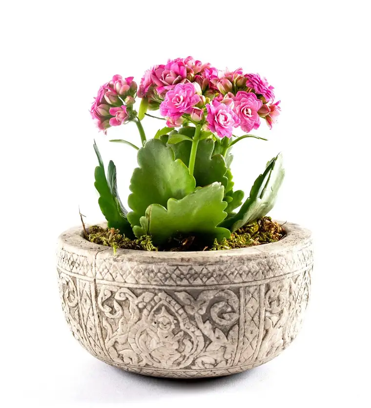 Kayıp Hazineler Serisi Kalanchoe Tasarım - Pembe - Iğdır çiçek siparişi