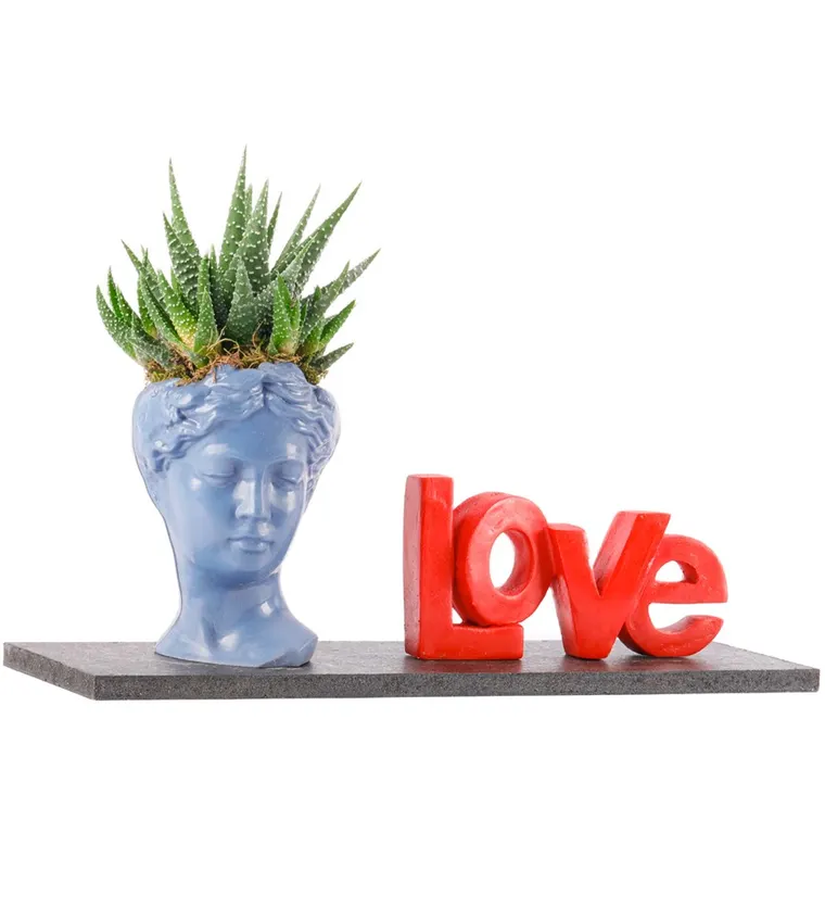 Love Serisi Mini Helen Haworthia Tasarım - Van çiçek siparişi