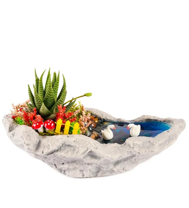 Marineris Serisi Haworthia Teraryum - Van çiçek siparişi
