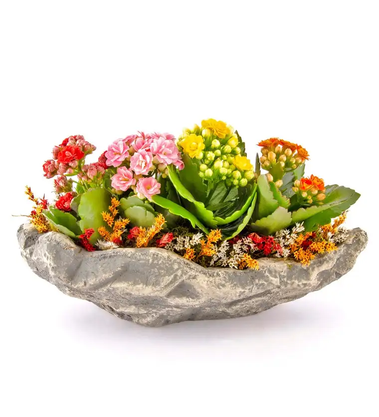 Marineris Serisi Kalanchoe Tasarım - Iğdır çiçek siparişi