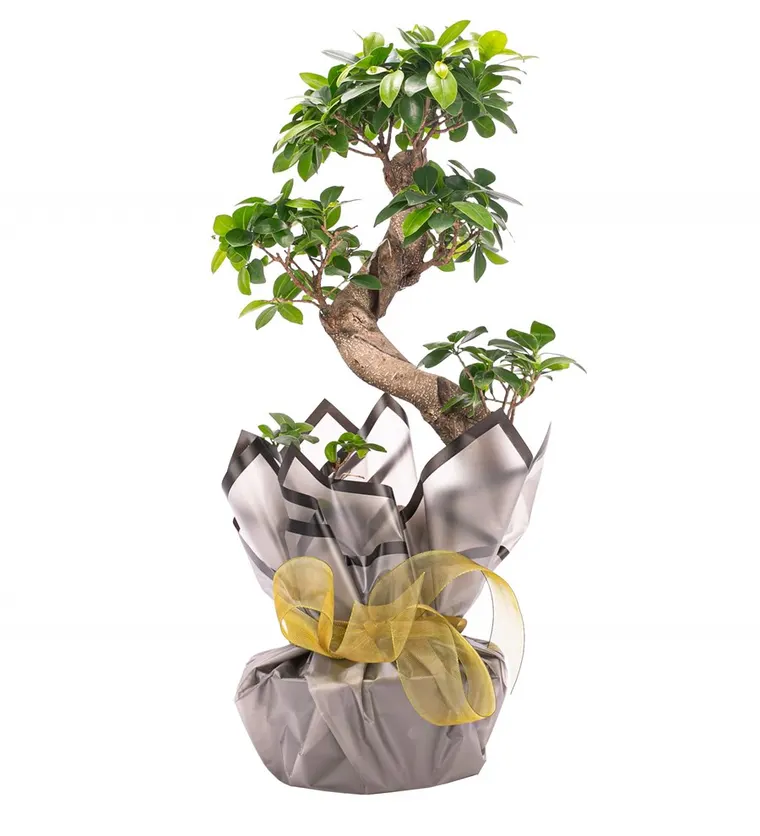 S Gövde Giant Bonsai Tasarım - Iğdır çiçek siparişi
