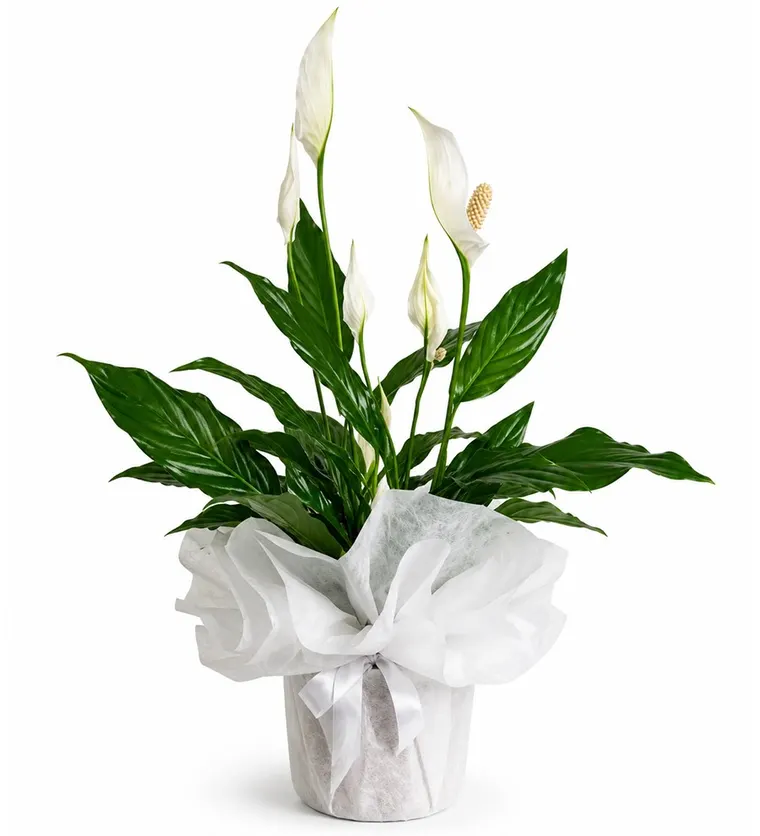 Spathiphyllum - Barış Çiçeği - Sinop çiçek siparişi