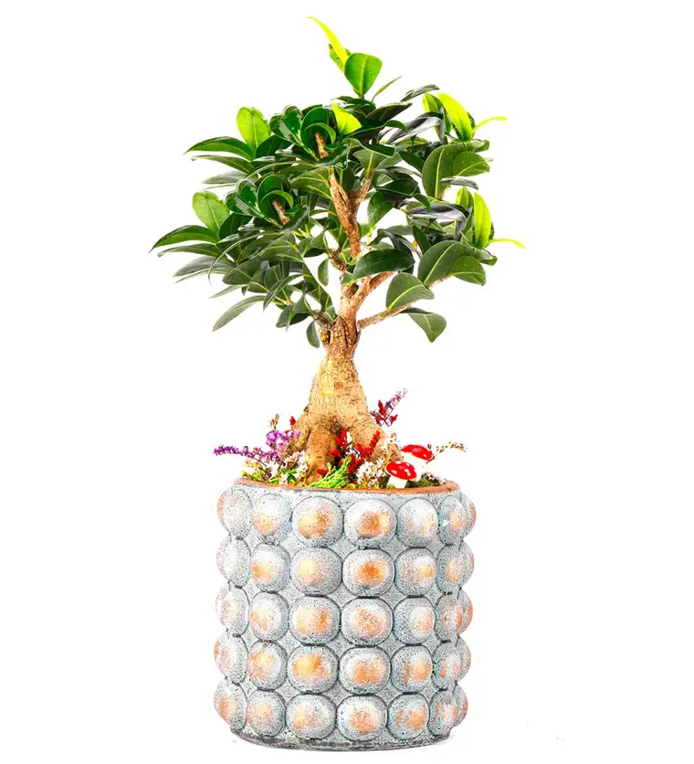 Sweet Candy Serisi Ficus Ginseng Bonsai Tasarım - Iğdır çiçek siparişi