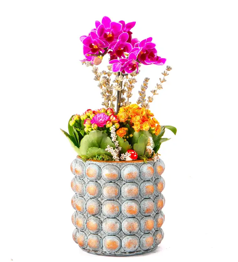 Sweet Candy Serisi Mini Mor Orkide ve Kalanchoe Tasarım - Iğdır çiçek siparişi