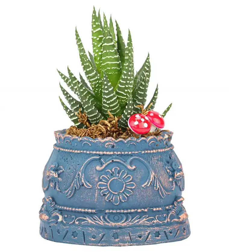 Trevi Barok Serisi Haworthia Tasarım - Van çiçek siparişi