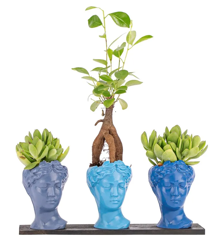Trio Mini Helen Serisi Ficus Ginseng Bonsai ve Sukulent Tasarım - Blue Colors - Iğdır çiçek siparişi