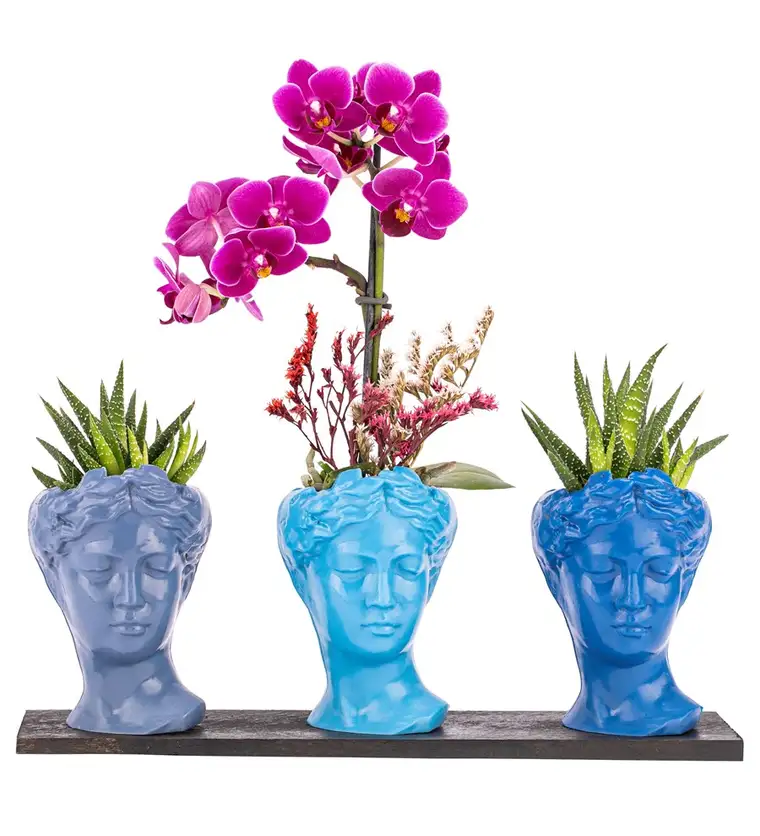 Trio Mini Helen Serisi Haworthia ve Tek Dal Orkide Tasarım - Blue Colors - Van çiçek siparişi