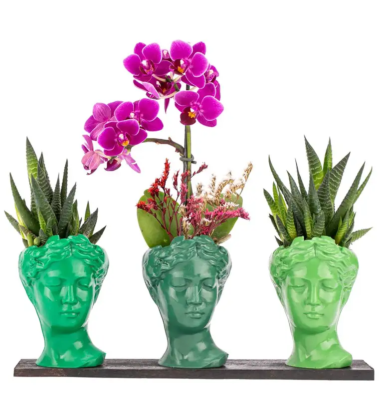 Trio Mini Helen Serisi Haworthia ve Tek Dal Orkide Tasarım - Green Colors - Van çiçek siparişi