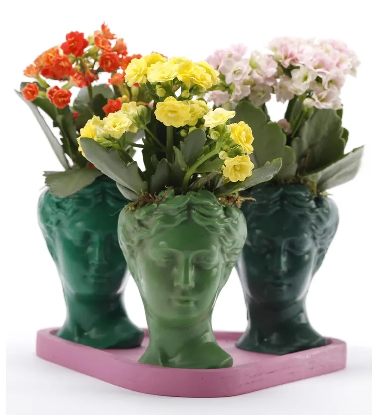 Trio Mini Helen Serisi Kalanchoe Tasarım - Pembe Kaide - Iğdır çiçek siparişi