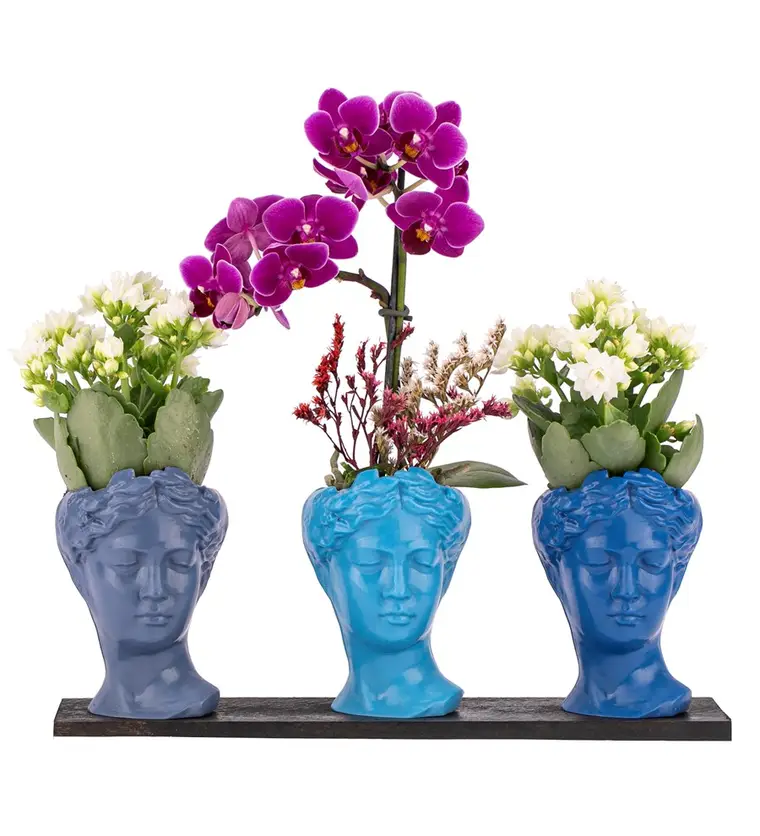 Trio Mini Helen Serisi Kalanchoe ve Tek Dal Orkide Tasarım - Blue Colors - Iğdır çiçek siparişi