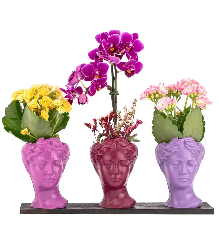 Trio Mini Helen Serisi Kalanchoe ve Tek Dal Orkide Tasarım - Pink Colors - Iğdır çiçek siparişi