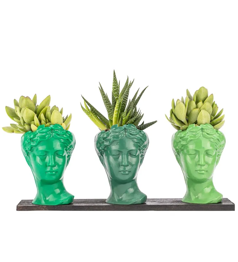 Trio Mini Helen Serisi Sukulent ve Haworthia Tasarım - Green Colors - Van çiçek siparişi