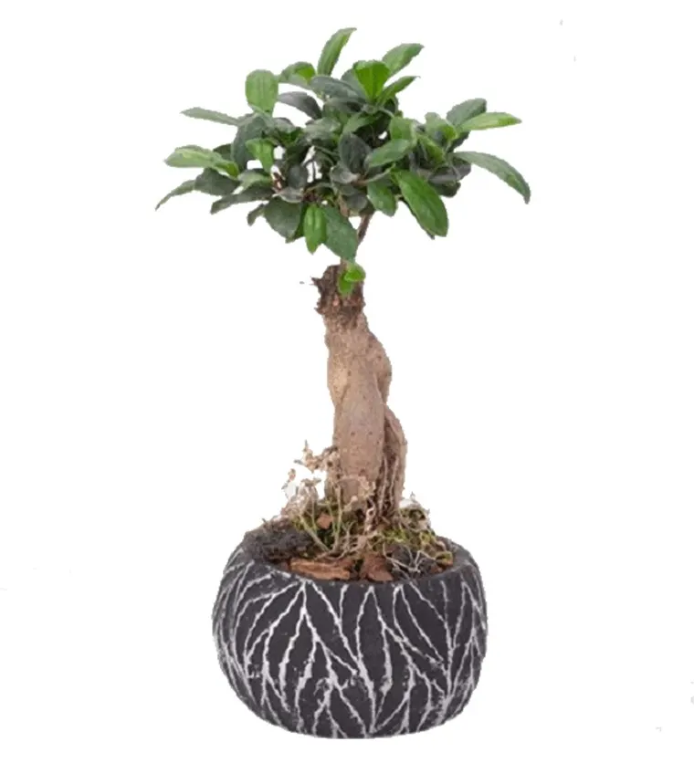 Zebra Saksıda Ginseng Bonsai - Iğdır çiçek siparişi